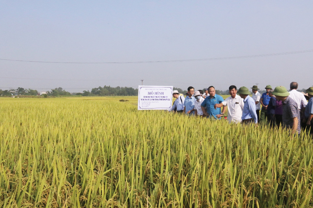 Phun thuốc bằng máy không người lái cho lúa Vietgap, nâng cao hiệu quả kinh tế cho nông dân