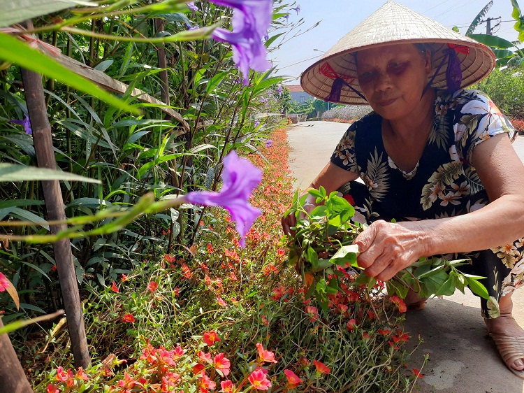 Ninh Sơn: Người phụ nữ tự trồng gần 300m đường hoa làm đẹp quê hương