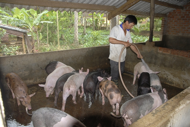 Một số biện pháp phòng chống nóng trên đàn vật nuôi trong mùa hè - Xuất bản  thông tin - Cổng thông tin điện tử tỉnh Bắc Giang