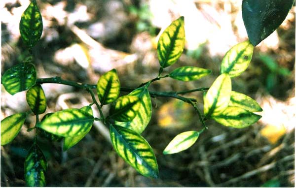 Kỹ thuật phòng trừ bệnh vàng lá Greening trên cây ăn quả có múi - C