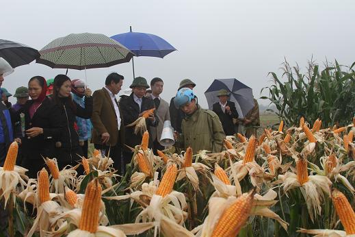 UBND huyện tổ chức Hội nghị thăm quan đầu bờ mô hình phân bón NPK mới Doanh nông