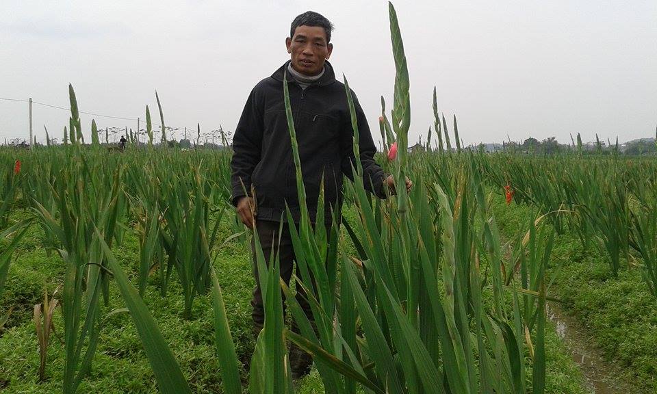 Hoa tết nở sớm trên cánh đồng thôn Nghĩa Hạ