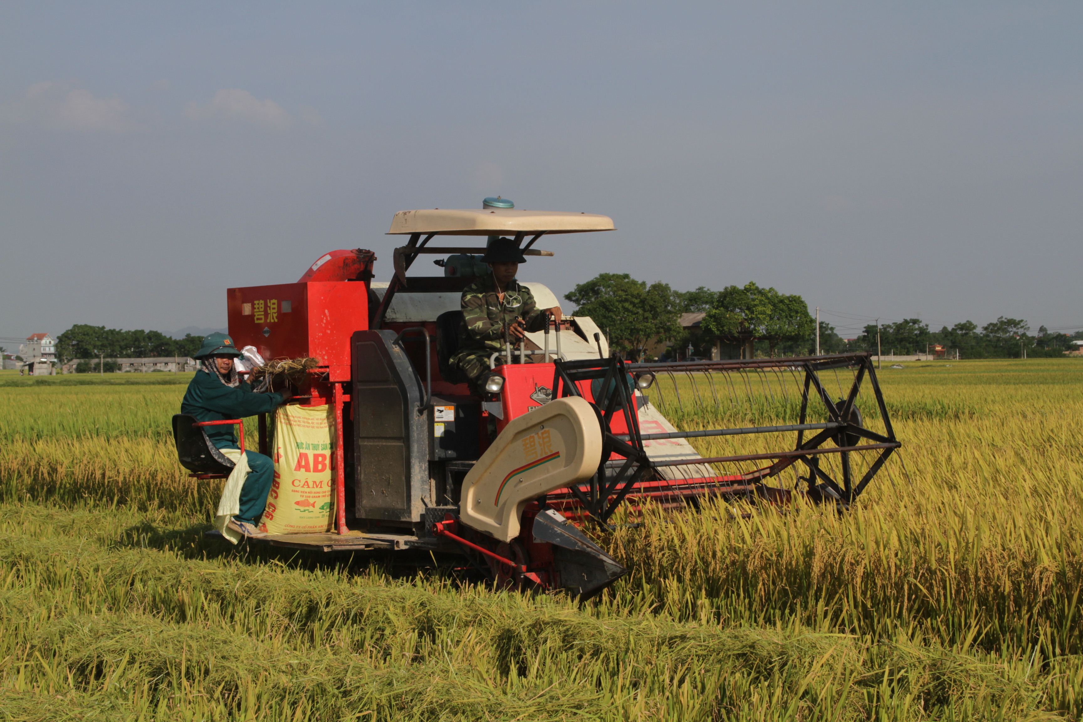 Việt Yên gặt hái nhiều thành tựu quan trọng trong phát triển sản xuất nông nghiệp hàng hóa gắn...