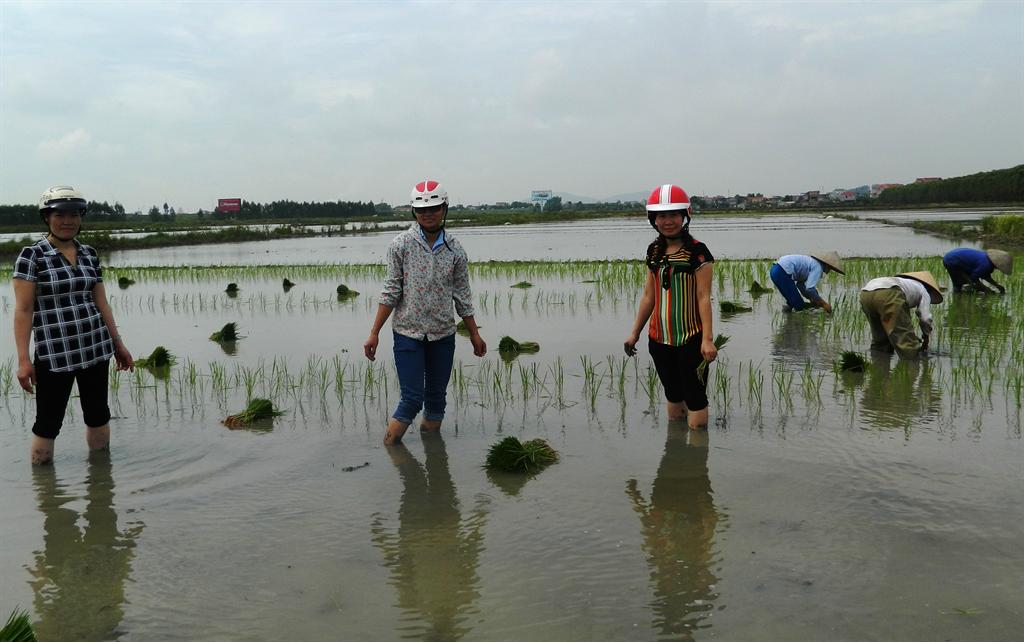 Việt Yên: Lãnh đạo ngành nông nghiệp huyện đi kiểm tra việc gieo cấy và chăm sóc lúa sau bão số 2