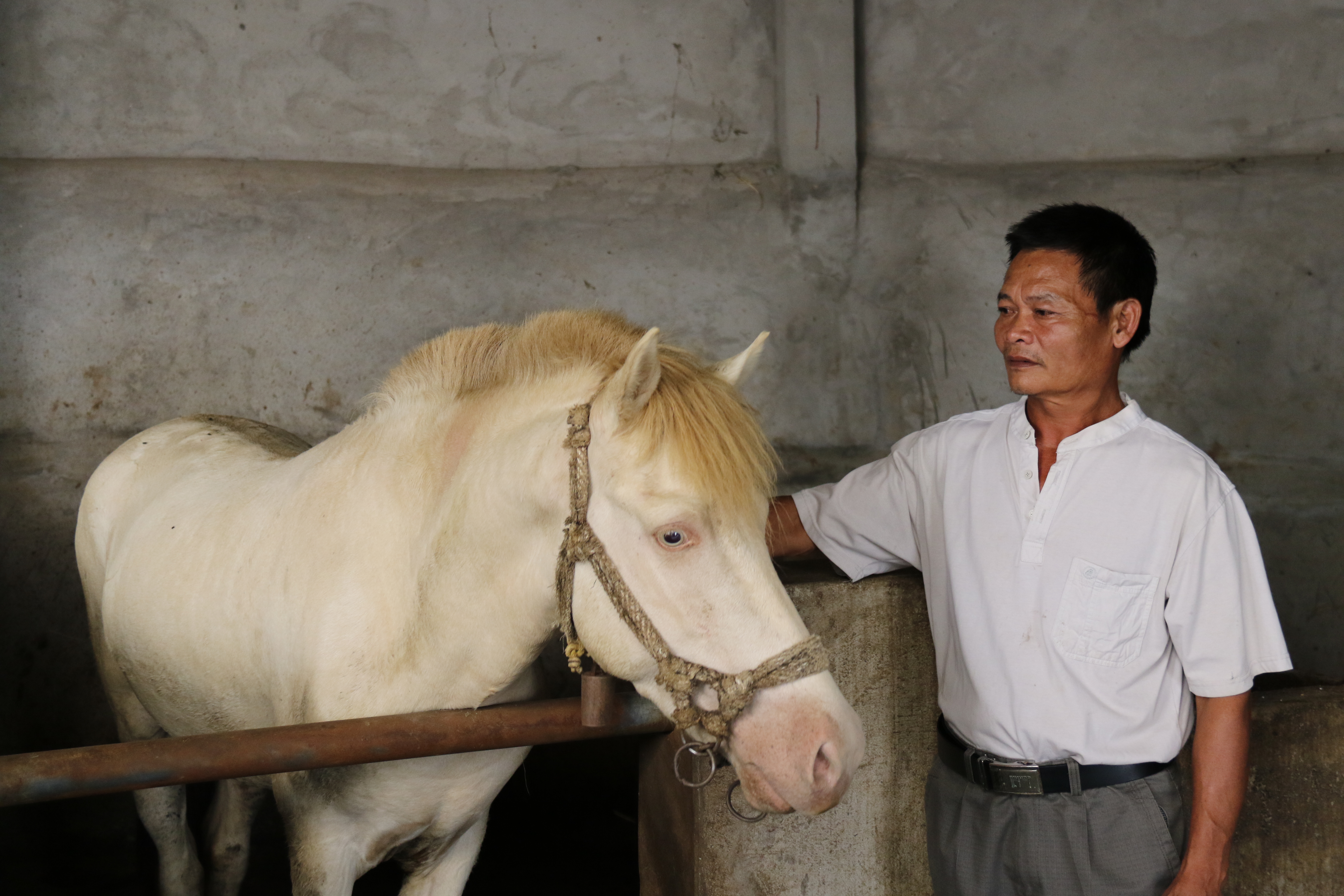 Mô hình nuôi Ngựa bạch cho thu nhập cao tại xã Việt Tiến